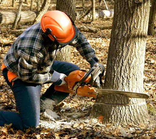 Tree Removal in Honaker, VA